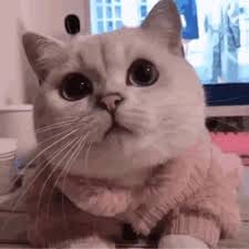 Manny Pacquiao avatar